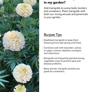 Burpee Snowball Marigold Seeds 50 seeds