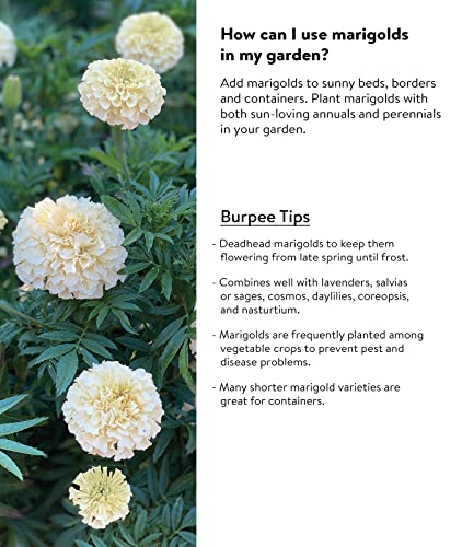 Burpee Snowball Marigold Seeds 50 seeds