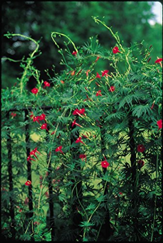 Burpee Red Cypress Vine Seeds 75 seeds