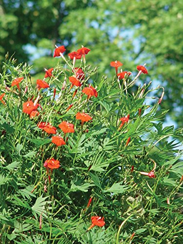 Burpee Red Cypress Vine Seeds 75 seeds