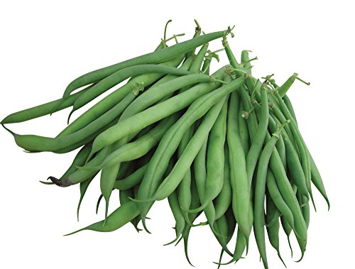 Burpee Stringless Green Pod Bush Bean Seeds 4 ounces of seed