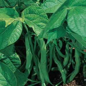 Burpee Stringless Green Pod Bush Bean Seeds 4 ounces of seed