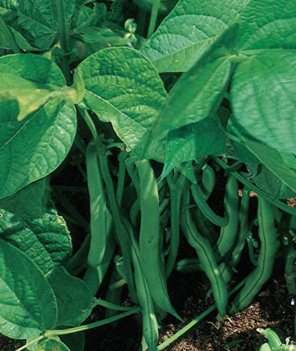 Burpee Stringless Green Pod Bush Bean Seeds 4 ounces of seed