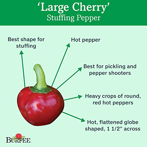 Burpee Large Cherry Hot Pepper Seeds 150 seeds