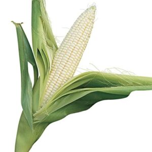 Burpee Silver Queen Sweet Corn Seeds 200 seeds