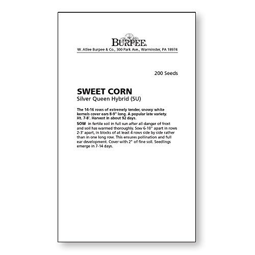 Burpee Silver Queen Sweet Corn Seeds 200 seeds