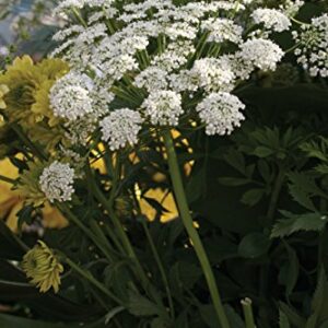 Burpee Queen Anne's Lace Ammi Majus Seeds 500 seeds