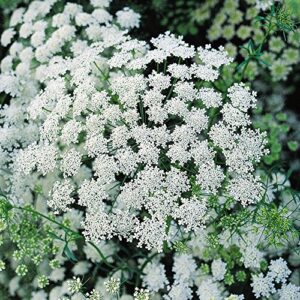 burpee queen anne's lace ammi majus seeds 500 seeds