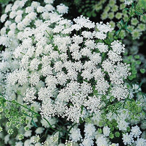 Burpee Queen Anne's Lace Ammi Majus Seeds 500 seeds