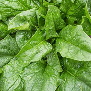 Burpee A La Carte Hybrid Spinach Seeds 300 seeds