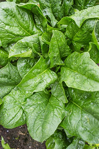 Burpee A La Carte Hybrid Spinach Seeds 300 seeds