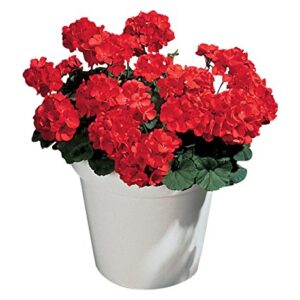 Burpee Big Red Geranium Seeds 10 seeds