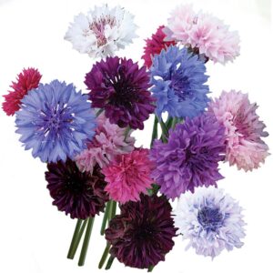 burpee tall double mixed colors cornflower seeds 250 seeds