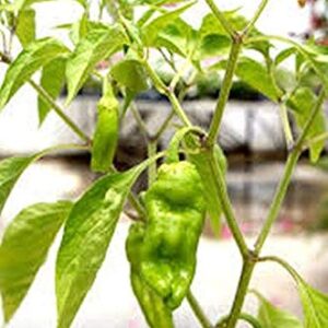 Golden Greek Pepperoncini Hot Pepper Seeds - A Perfect Addition to Greek Salads.(25 - Seeds)