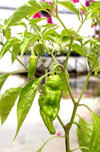 Golden Greek Pepperoncini Hot Pepper Seeds - A Perfect Addition to Greek Salads.(25 - Seeds)