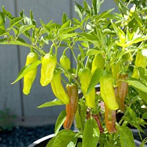 golden greek pepperoncini hot pepper seeds - a perfect addition to greek salads.(25 - seeds)