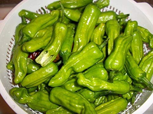 Golden Greek Pepperoncini Hot Pepper Seeds - A Perfect Addition to Greek Salads.(25 - Seeds)