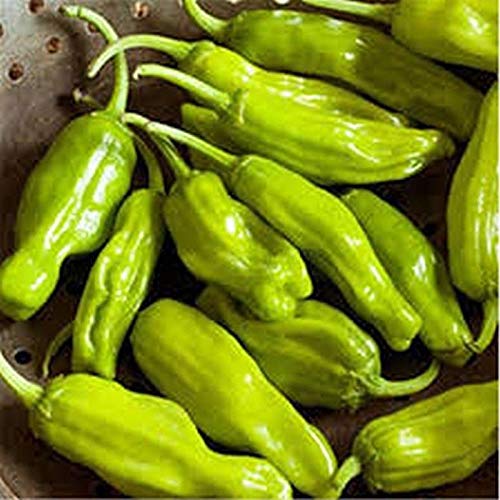 Golden Greek Pepperoncini Hot Pepper Seeds - A Perfect Addition to Greek Salads.(25 - Seeds)