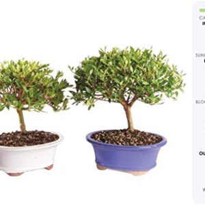 Brussel's Live Gardenia Outdoor Bonsai Tree (2 Pack) - 8 Years Old; 8" to 12" Tall with Decorative Container