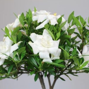 Brussel's Live Gardenia Outdoor Bonsai Tree (2 Pack) - 8 Years Old; 8" to 12" Tall with Decorative Container