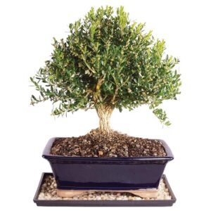 brussel's live harland boxwood outdoor bonsai tree - 10 years old; 10" to 14" tall with decorative container, humidity tray & deco rock