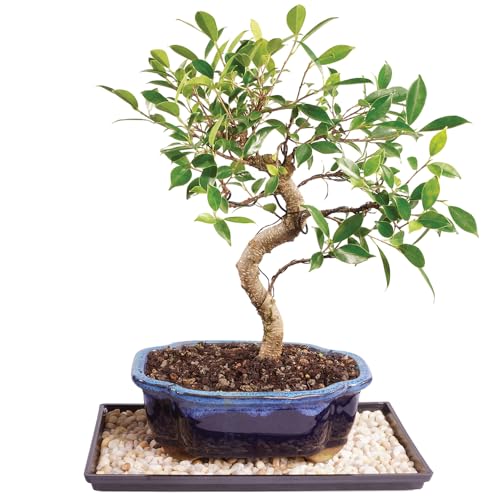 Brussel's Bonsai Live Golden Gate Ficus Indoor Bonsai Tree - Medium, 7 Years Old, 8 to 16 Inches Tall - Live Bonsai Tree in Decorative Ceramic Bonsai Pot with Bonsai Humidity Tray