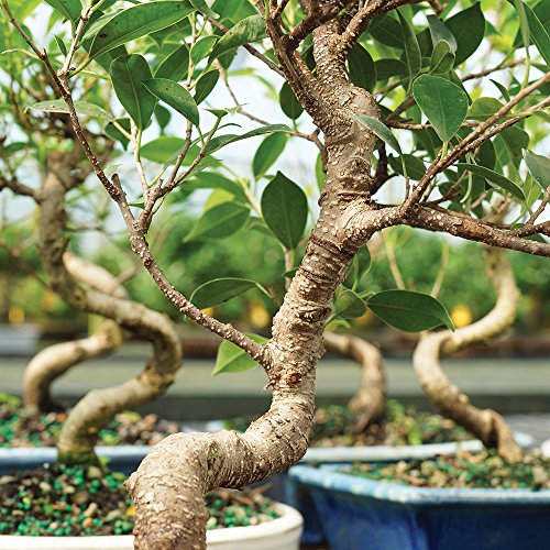 Brussel's Bonsai Live Golden Gate Ficus Indoor Bonsai Tree - Medium, 7 Years Old, 8 to 16 Inches Tall - Live Bonsai Tree in Decorative Ceramic Bonsai Pot with Bonsai Humidity Tray