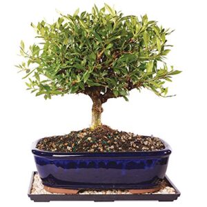 brussel's live gardenia outdoor bonsai tree - 10 years old; 12" to 16" tall with decorative container, humidity tray & deco rock