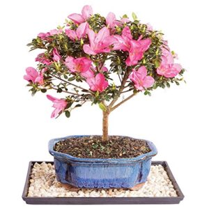 brussel's live satsuki azalea outdoor bonsai tree - 7 years old; 8" to 10" tall with decorative container, humidity tray & deco rock