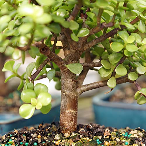 Brussel's Live Dwarf Jade Indoor Bonsai Tree in Water Pot - 5 Years Old; 6" to 10" Tall with Humidity Tray & Deco Rock