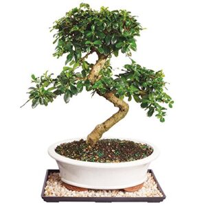 brussel's live fukien tea indoor bonsai tree - 14 years old; 14" to 20" tall with decorative container, humidity tray & deco rock
