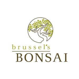 Brussel's Bonsai Live Dwarf Jade Bonsai Tree, Indoor - Small, 3 Years Old, 5 to 8 Inches Tall - Decorative Ceramic Bonsai Pot and Bonsai Tray