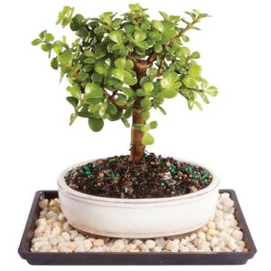 brussel's bonsai live dwarf jade bonsai tree, indoor - small, 3 years old, 5 to 8 inches tall - decorative ceramic bonsai pot and bonsai tray