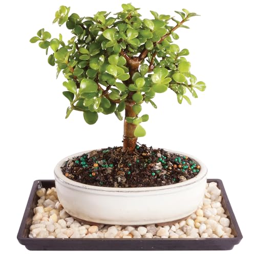 Brussel's Bonsai Live Dwarf Jade Bonsai Tree, Indoor - Small, 3 Years Old, 5 to 8 Inches Tall - Decorative Ceramic Bonsai Pot and Bonsai Tray