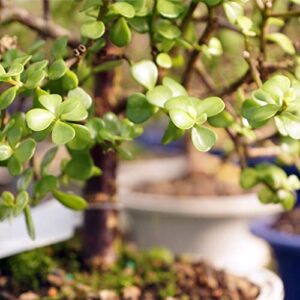 Brussel's Bonsai Live Dwarf Jade Bonsai Tree, Indoor - Small, 3 Years Old, 5 to 8 Inches Tall - Decorative Ceramic Bonsai Pot and Bonsai Tray