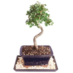 brussel's live chinese elm outdoor bonsai tree - 5 years old; 10" to 14" tall with decorative container, humidity tray & deco rocks
