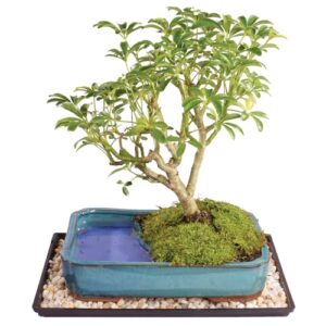 brussel's live dwarf hawaiian umbrella indoor bonsai tree in water pot - 7 years old; 8" to 10" tall with decorative container, humidity tray & deco rock
