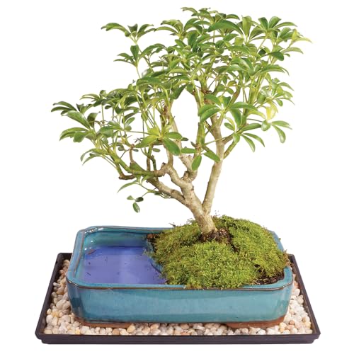 Brussel's Live Dwarf Hawaiian Umbrella Indoor Bonsai Tree in Water Pot - 7 Years Old; 8" to 10" Tall with Decorative Container, Humidity Tray & Deco Rock