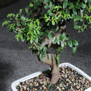 Brussel's Live Chinese Elm Outdoor Bonsai Tree - 14 Years Old; 16" to 20" Tall with Decorative Container, Humidity Tray & Deco Rock