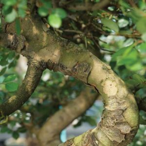 Brussel's Live Chinese Elm Outdoor Bonsai Tree - 14 Years Old; 16" to 20" Tall with Decorative Container, Humidity Tray & Deco Rock