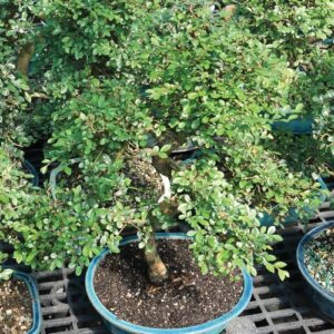 Brussel's Live Chinese Elm Outdoor Bonsai Tree - 14 Years Old; 16" to 20" Tall with Decorative Container, Humidity Tray & Deco Rock