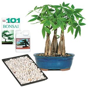 brussel's live money tree grove indoor bonsai - complete gift set - 4 years old; 10" to 14" tall with decorative container, humidity tray, deco rock, bonsai pro fertilizer & book