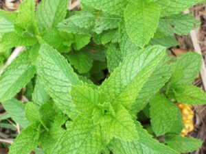 spearmint heirloom culinary herb seeds - mentha spicata - (600 seeds, or .05 gram)