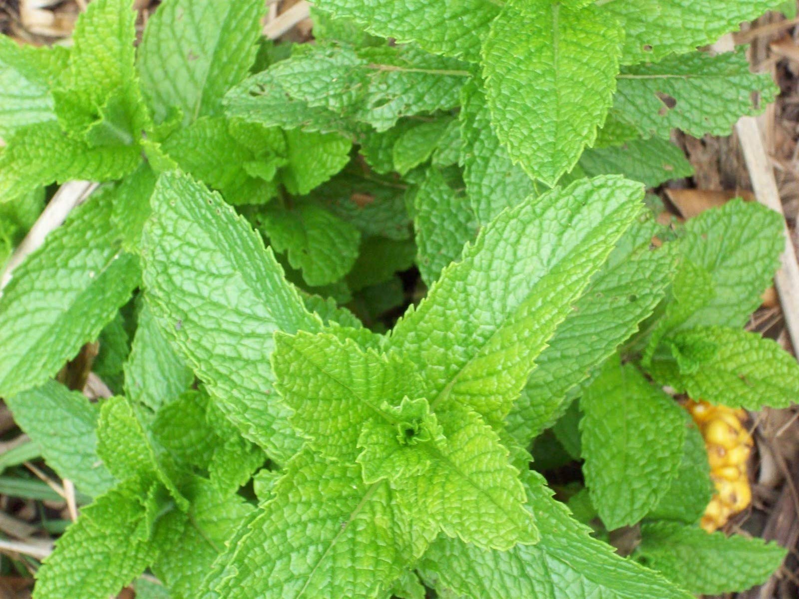 Spearmint Heirloom Culinary Herb Seeds - Mentha spicata - (600 Seeds, or .05 Gram)