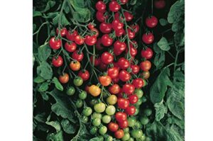 super sweet 100 hybrid tomato - amazingly sweet long pendulous clusters(25 - seeds)