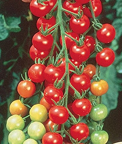 Super Sweet 100 Hybrid Tomato - Amazingly Sweet Long pendulous Clusters(25 - Seeds)