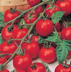 Super Sweet 100 Hybrid Tomato - Amazingly Sweet Long pendulous Clusters(25 - Seeds)