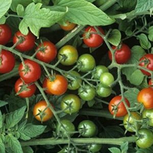 Super Sweet 100 Hybrid Tomato - Amazingly Sweet Long pendulous Clusters(25 - Seeds)