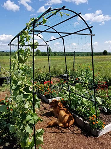 Gardener’s Supply Company Extra Tall Garden Arch Arbor 80in Titan Squash Tunnel | Lightweight Metal, Trellis Plant Stand for Climbing Vines | Outdoor Lawn Tower & Garden Support Structure