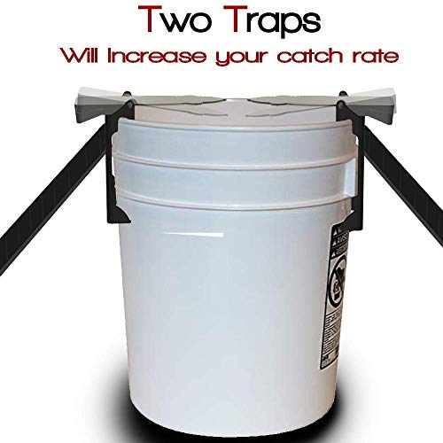 RinneTraps - 2 Pack Walk The Plank Mouse Trap | Bucket Mouse Trap | Mini Flip N Slide | 2 Free Ramps Included- Multi Catch, Auto Resetting | Humane | Catch and Release | Or Lethal